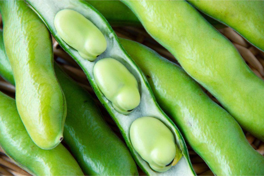 Close-up of open broad bean pods revealing pale green beans inside, arranged on a wooden surface.