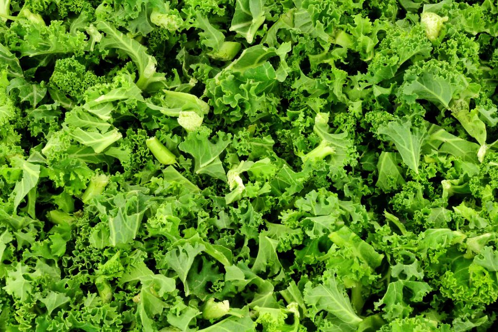 Close-up overhead view of vibrant green curly kale leaves with their characteristic frilly, textured foliage.