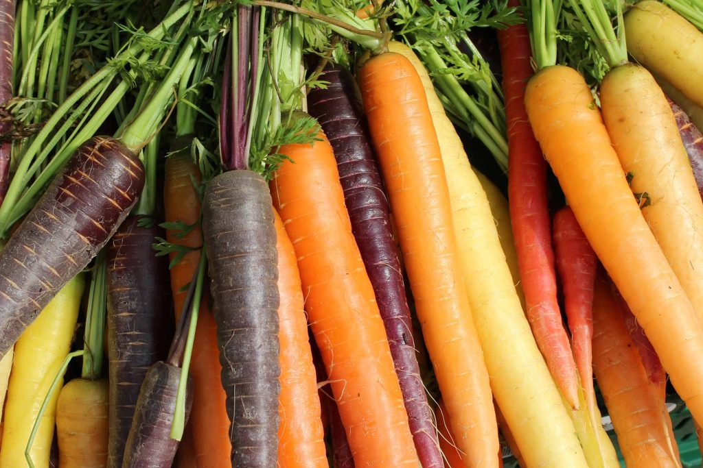 A colourful display of heritage carrots in various colours including orange, yellow, red, and dark purple, arranged with their fresh green leafy tops intact.