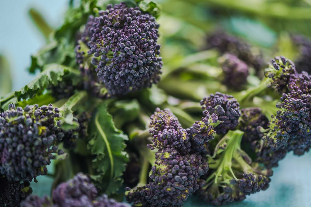 Close-up of fresh purple broccoli heads with green stems on a light blue background, showing vibrant detail of the vegetable's textured florets.