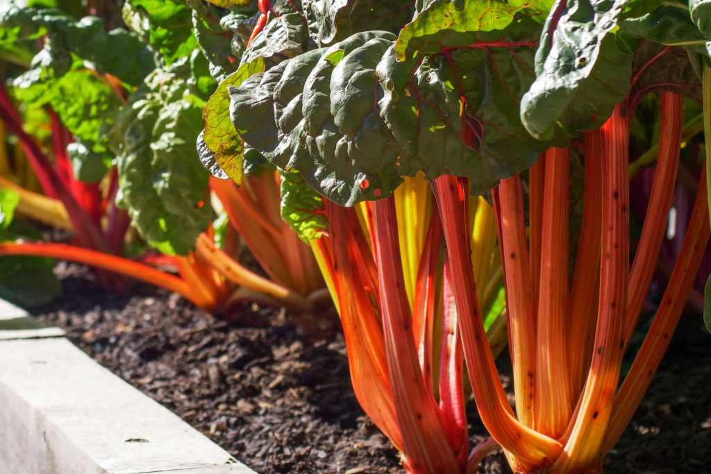 Vibrant red and yellow rhubarb stalks with large green leaves growing in a garden bed with dark mulch and white border edging.