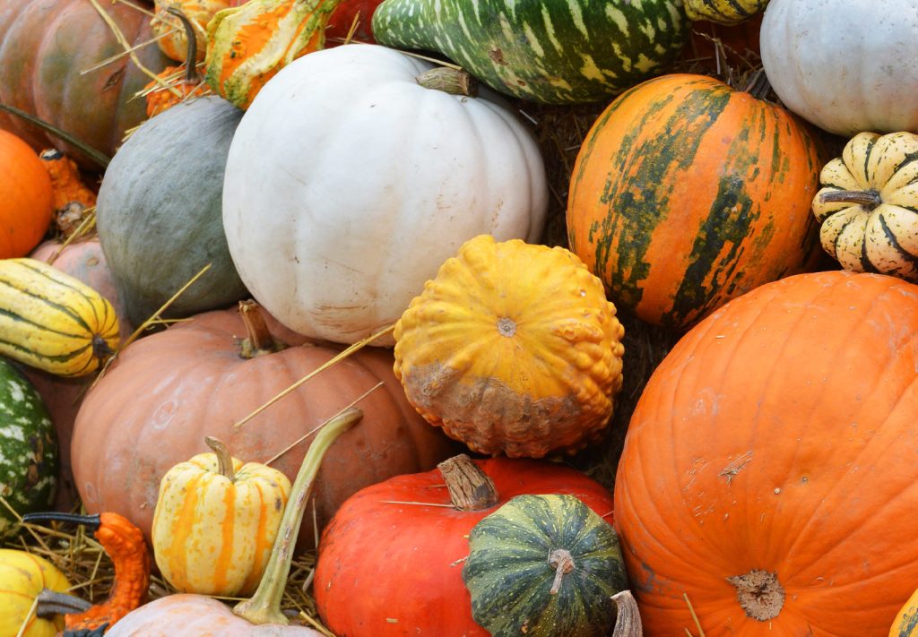 A colourful arrangement of various seasonal squashes and pumpkins including white, orange, and green varieties with striped patterns, displayed together on straw.